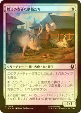 [FOIL] 農場の奇妙な動物たち/Curious Farm Animals 【日本語版】 [TLA-白C]