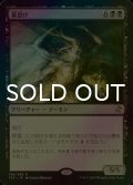 [FOIL] 墓忍び/Tombstalker 【日本語版】 [TSR-黒R]