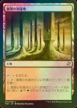 画像1: [FOIL] 菌類の到達地/Fungal Reaches 【日本語版】 [TSR-土地U]