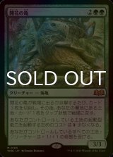[FOIL] 開花の亀/Blossoming Tortoise 【日本語版】 [WOE-緑MR]
