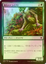 [FOIL] 開花のドライアド/Blossom Dryad 【日本語版】 [XLN-緑C]