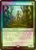 [FOIL] 老樹林のドライアド/Old-Growth Dryads 【日本語版】 [XLN-緑R]