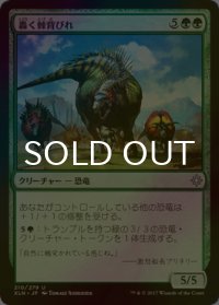 [FOIL] 轟く棘背びれ/Thundering Spineback 【日本語版】 [XLN-緑U]