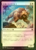 [FOIL] 台地のオオヤマネコ/Mesa Lynx 【日本語版】 [ZNR-白C]