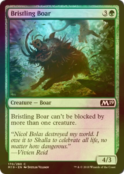 画像1: [FOIL] 逆毛の猪/Bristling Boar 【英語版】 [M19-緑C] (1)