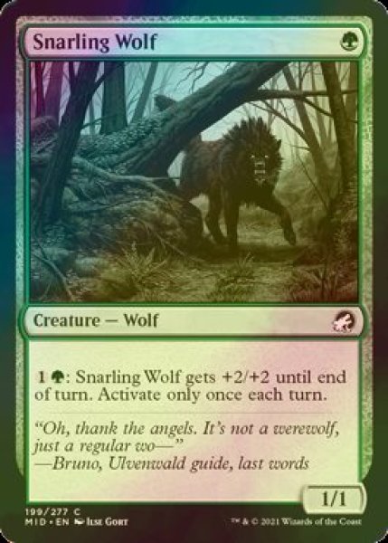 画像1: [FOIL] うなる狼/Snarling Wolf 【英語版】 [MID-緑C] (1)