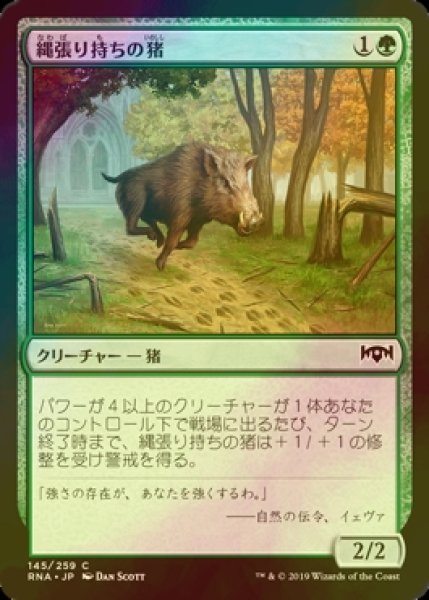 画像1: [FOIL] 縄張り持ちの猪/Territorial Boar 【日本語版】 [RNA-緑C] (1)