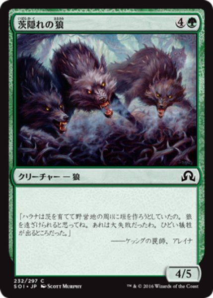 画像1: 茨隠れの狼/Thornhide Wolves 【日本語版】 [SOI-緑C] (1)