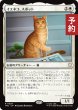 画像1: イエネコ、スポット/Spot, Felis catus 【日本語版】 [TRC-白R] (予約J) (1)