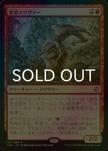 画像1: [FOIL] 菅草スリヴァー/Sedge Sliver 【日本語版】 [TSR-赤R] (1)