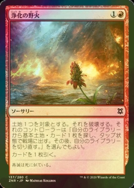 画像1: [FOIL] 浄化の野火/Cleansing Wildfire 【日本語版】 [ZNR-赤C] (1)